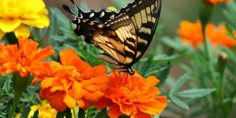 Как красиво да засадите невен в цветна леха: най-добрите цветови комбинации